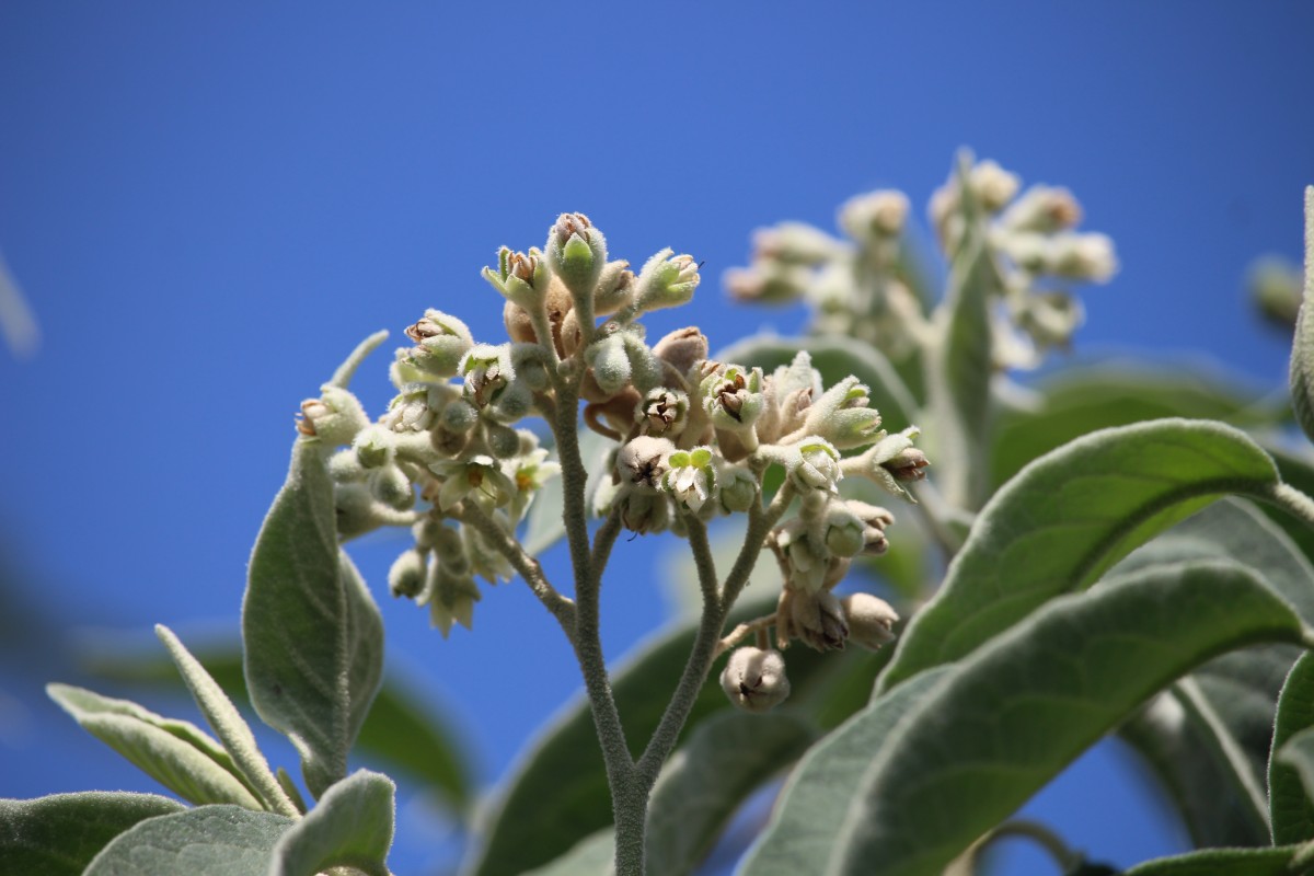 Solanum erianthum D.Don